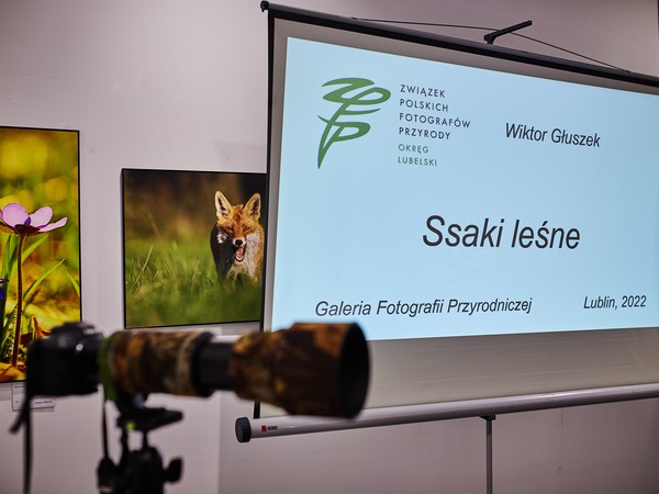 VIVO_1132_Ssaki Leśne.jpg